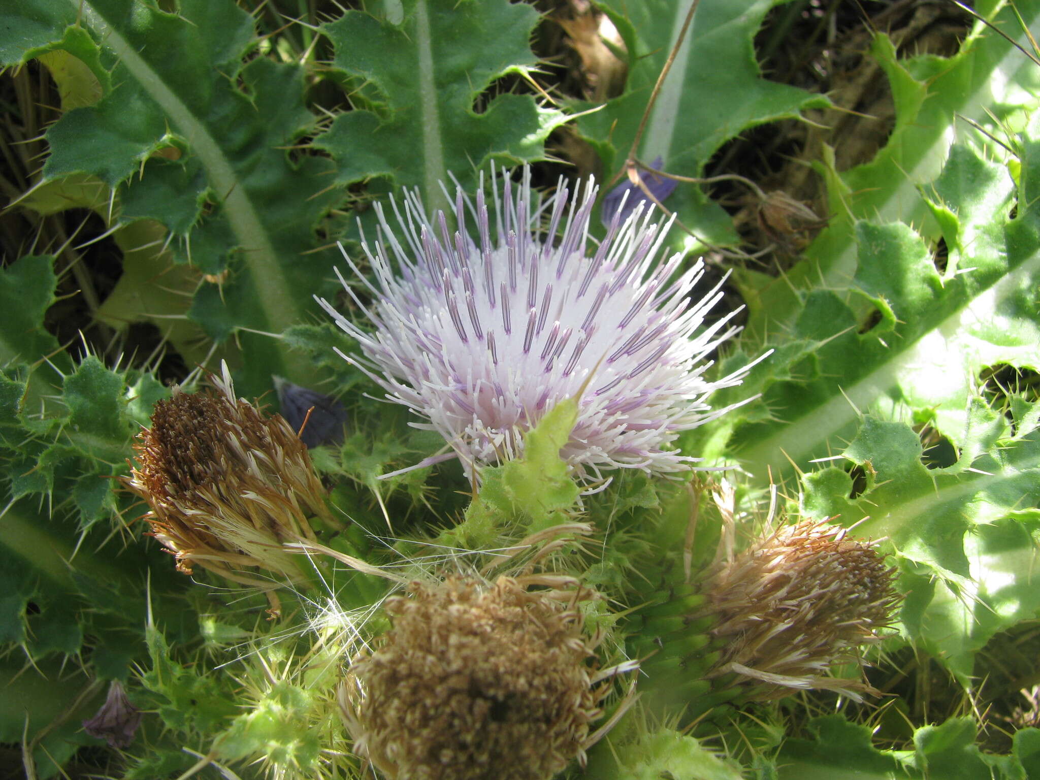 Plancia ëd Cirsium roseolum Z. S. Gorlacheva