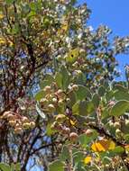 Arctostaphylos viscida subsp. viscida resmi