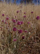 Image of Ptilotus helipteroides (F. Müll.) F. Müll.