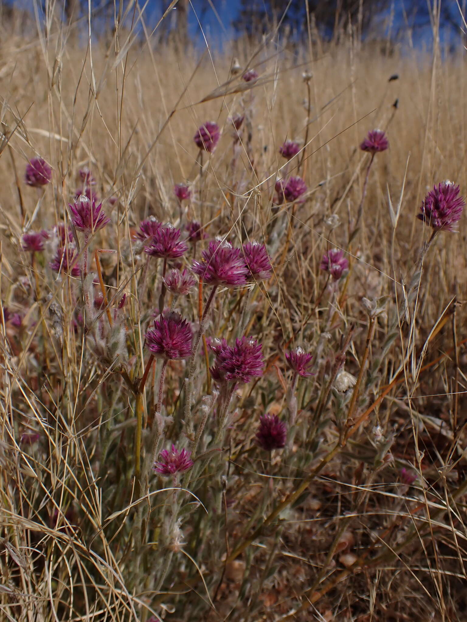 Image of Ptilotus helipteroides (F. Müll.) F. Müll.