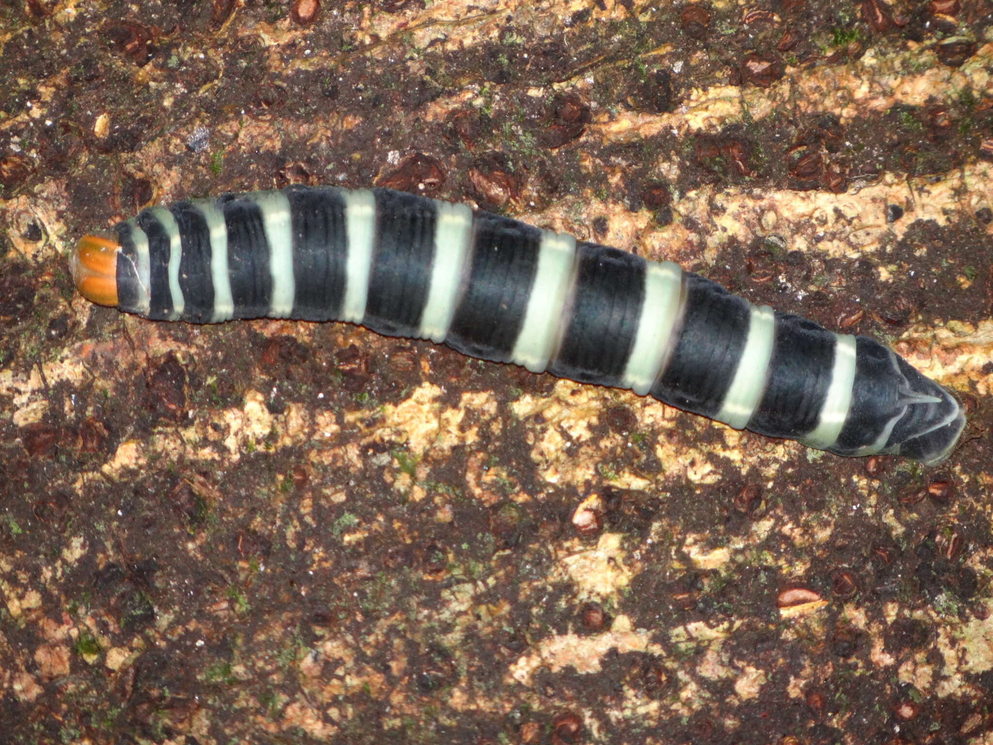 Image of Pachylia syces (Hübner (1819))