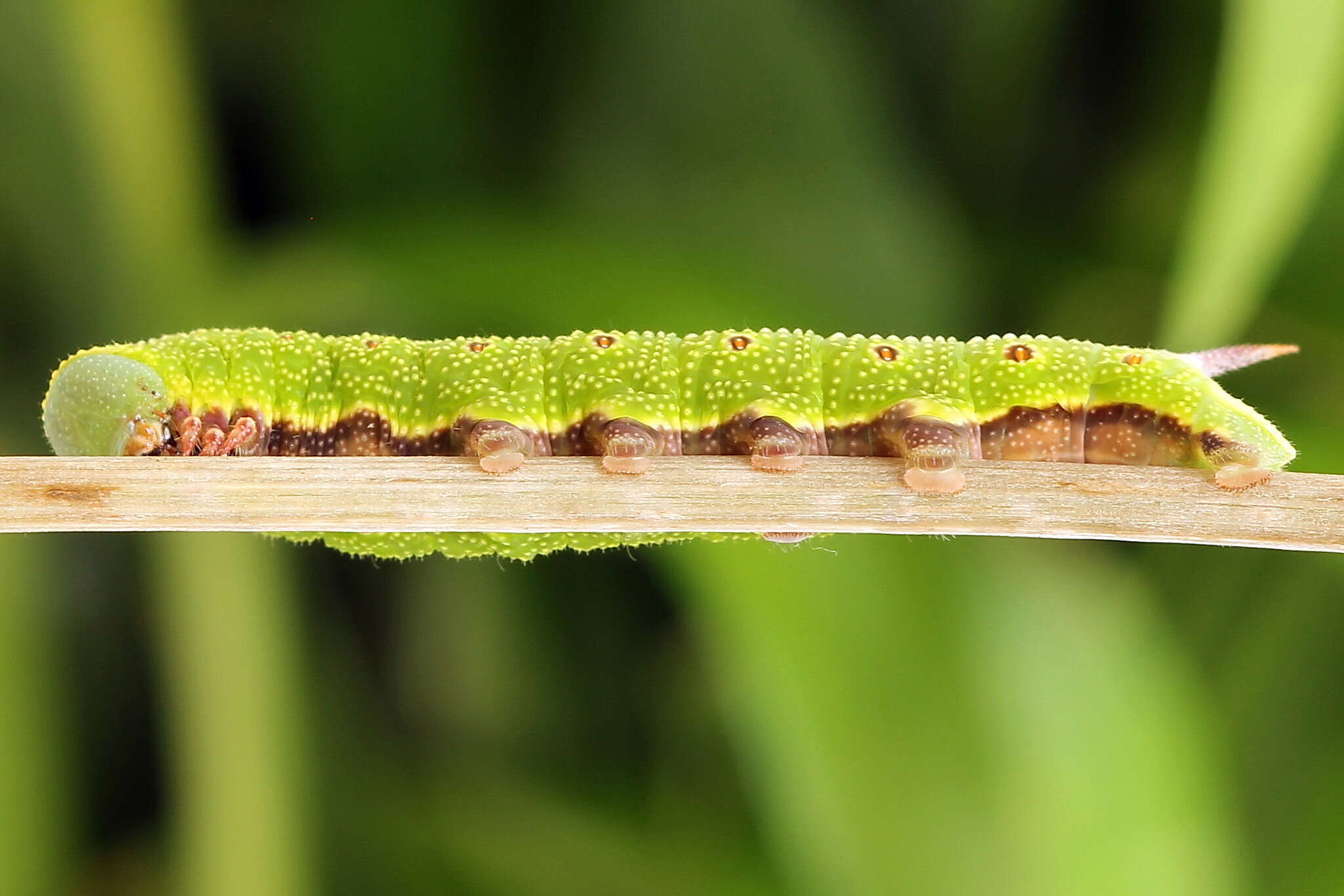 Image of broad-bordered bee hawk-moth