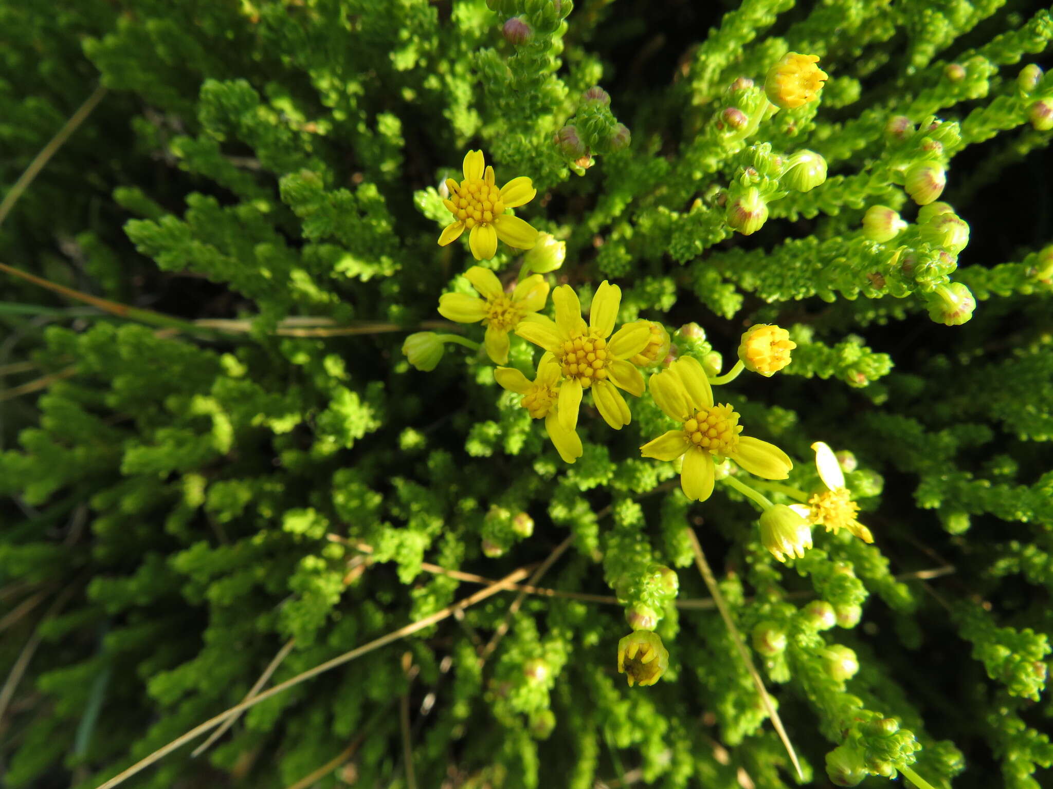 Imagem de Euryops candollei Harv.