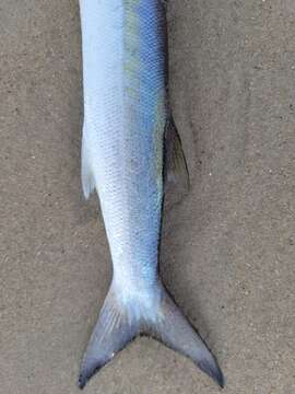 Image of Barracuda