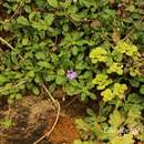 Image of Ajuga pygmaea A. Gray