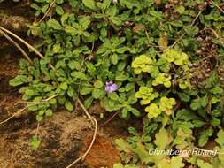 Слика од Ajuga pygmaea A. Gray