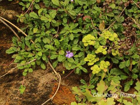 Plancia ëd Ajuga pygmaea A. Gray