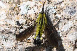 Image of Lepidophora lutea Painter 1962