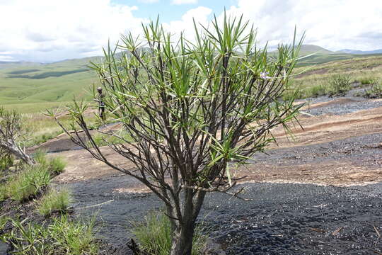 Image of Xerophyta dasylirioides Baker