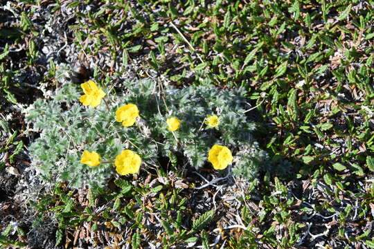 Image of Potentilla subvahliana B. A. Jurtzev