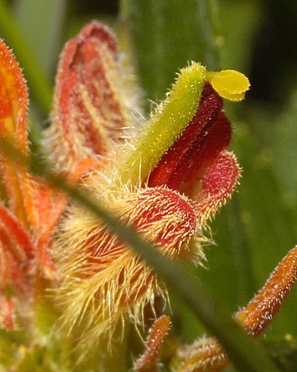 Image of Castilleja moranensis Kunth