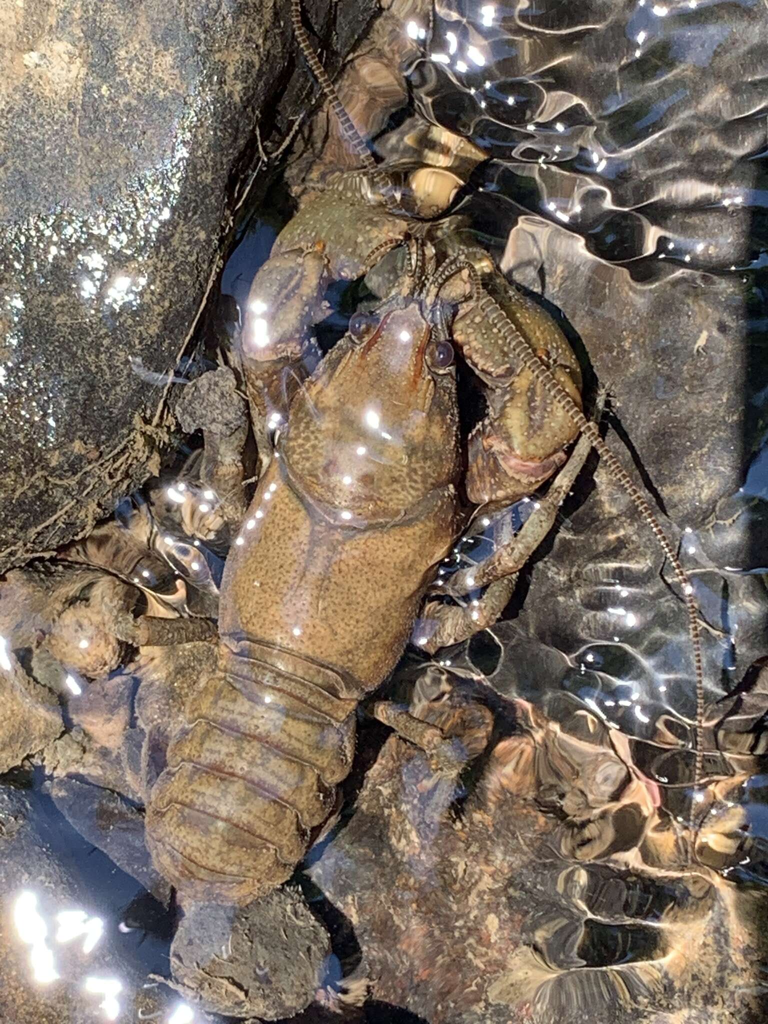 Image of Rock Crayfish