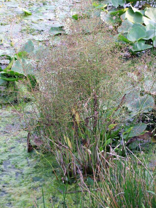 Image of Common Water-plantain