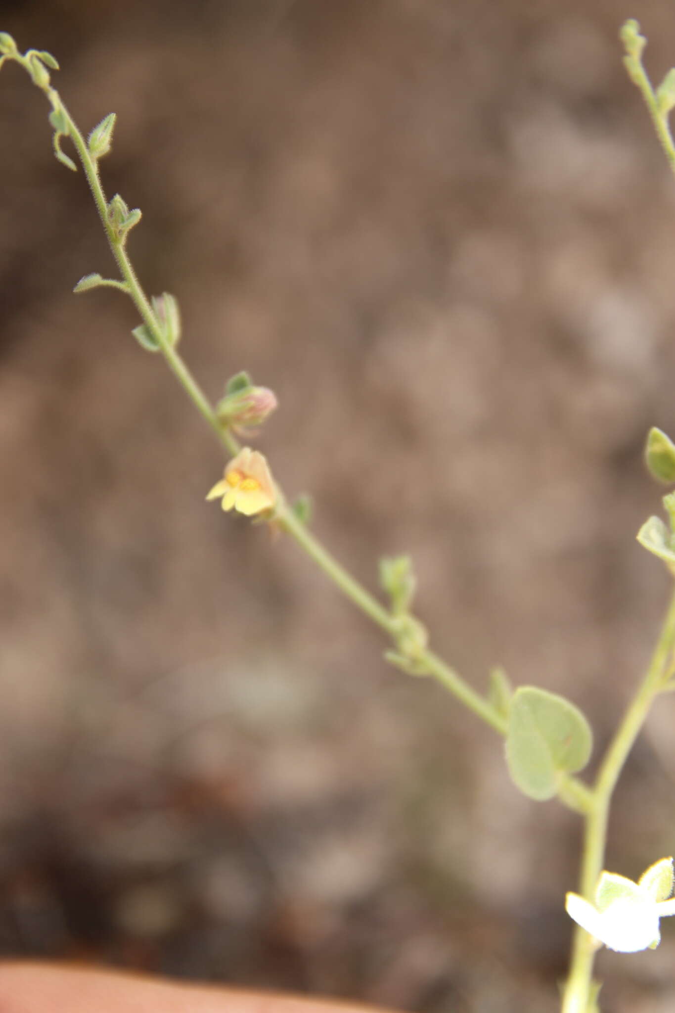 Image of Nanorrhinum acerbianum (Boiss.) Betsche