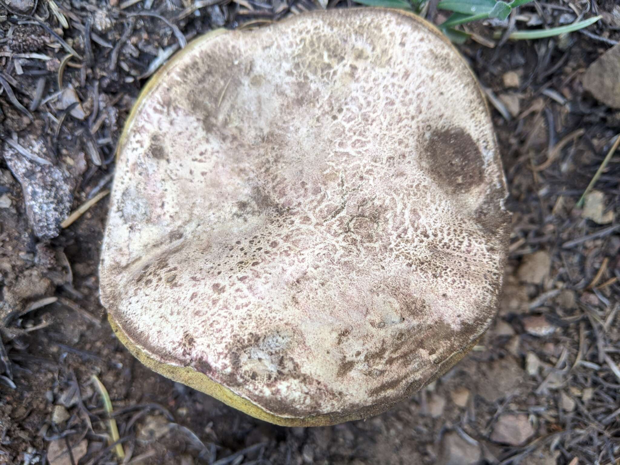 Image of Butyriboletus abieticola (Thiers) D. Arora & J. L. Frank 2014