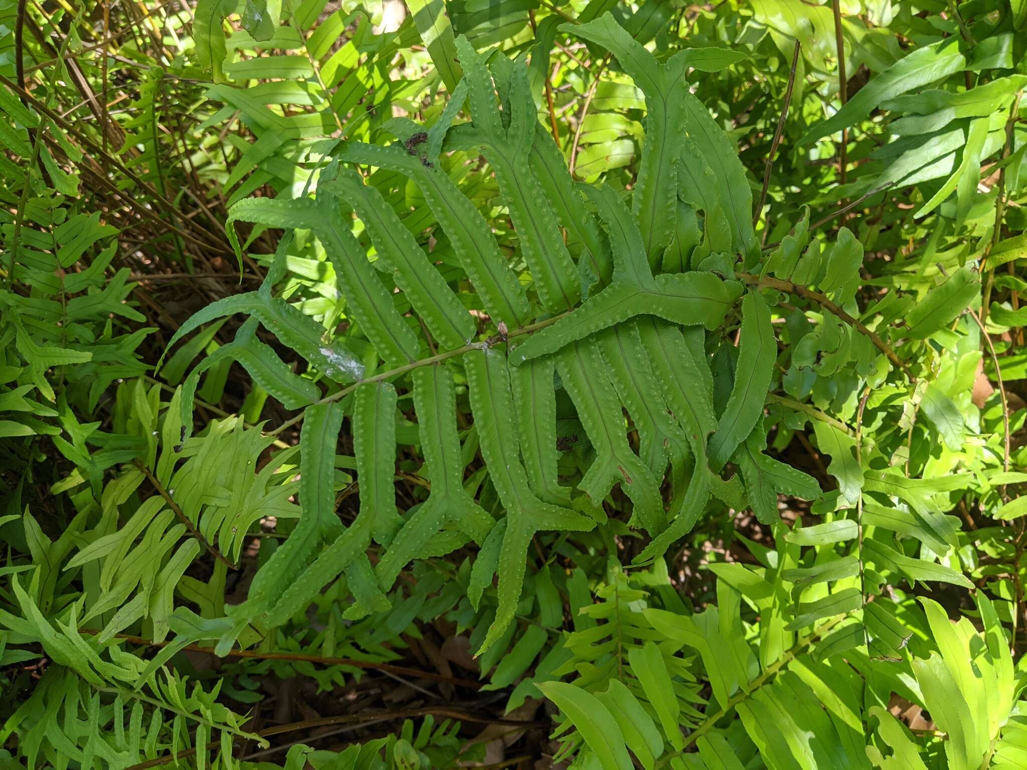 Image of Fish-Tail Sword Fern