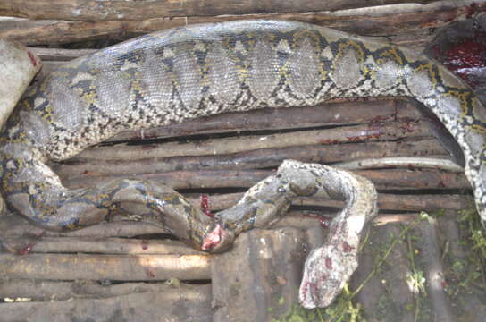 Image of Malayopython reticulatus reticulatus (Schneider 1801)