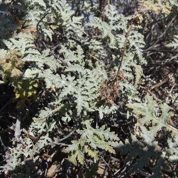 Image of Ambrosia camphorata (Greene) Payne