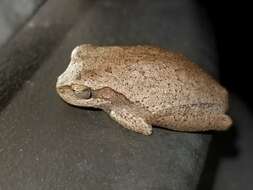 Image of Pine Woods Treefrog