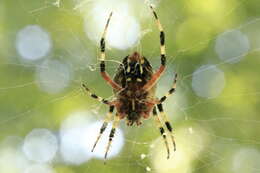 Image of Spotted Orbweaver