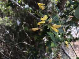 Image of Caribbean snoutbean