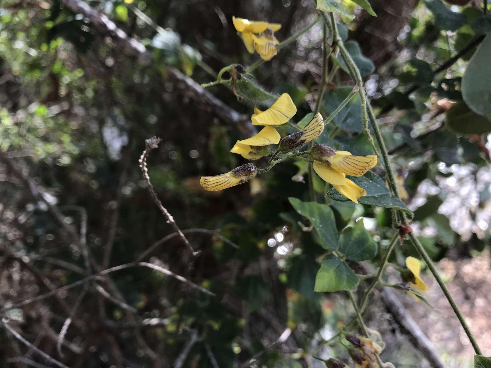 Image of Caribbean snoutbean