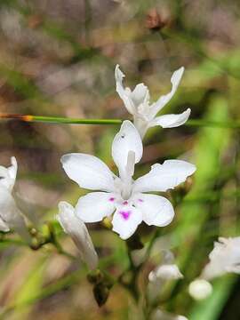 Image of Schizorhiza neglecta (Goldblatt) Goldblatt & J. C. Manning