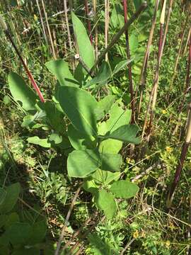 Слика од Lonicera oblongifolia (Goldie) Hook.