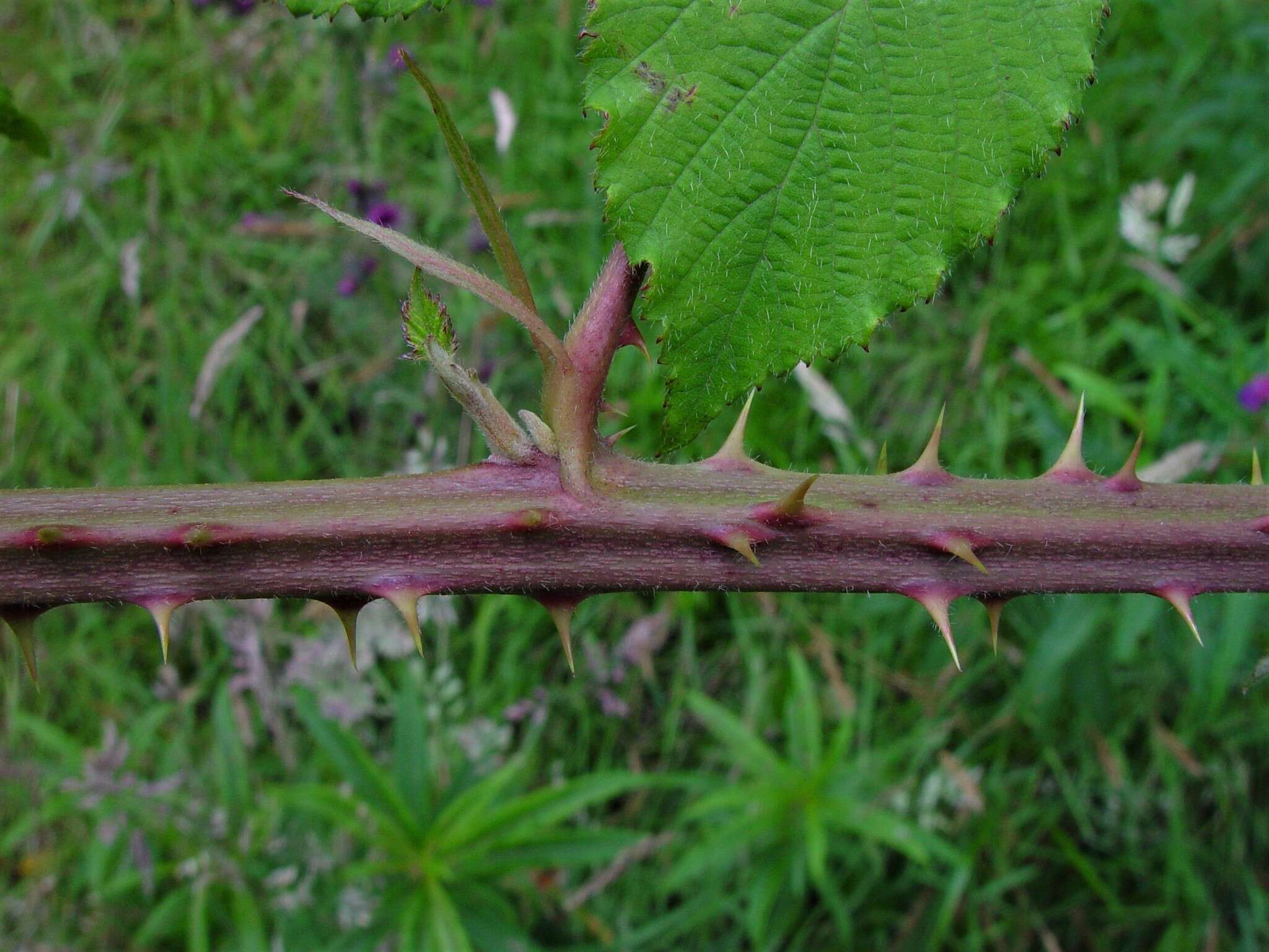 Image of Rubus incurvatiformis Edees