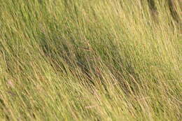 Image of saltmeadow cordgrass