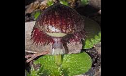 Image of Stately helmet orchid