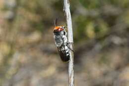 Image of Megachile aurifrons Smith 1853