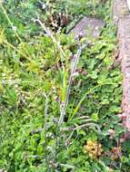 Image of Triplostegia glandulifera Wall.