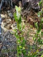 Image of Nematolepis squamea subsp. retusa (Hook.) Paul G. Wilson