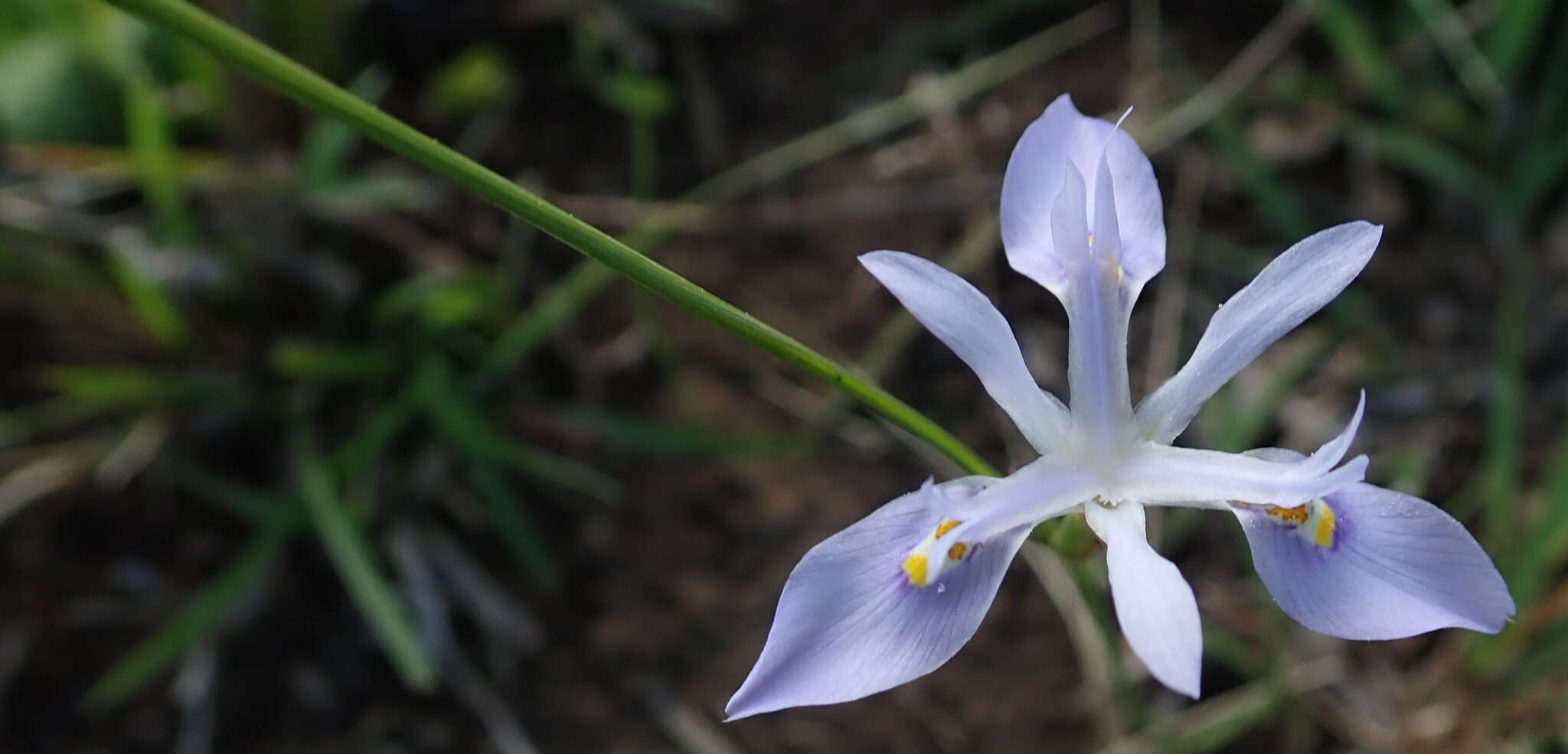 Image of Moraea elliotii Baker