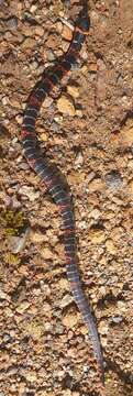 Image of Black Ground Snake