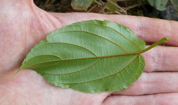 صورة Gouania longipetala Hemsl.