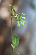 Image of Gymnanthera oblonga (Burm. fil.) P. S. Green