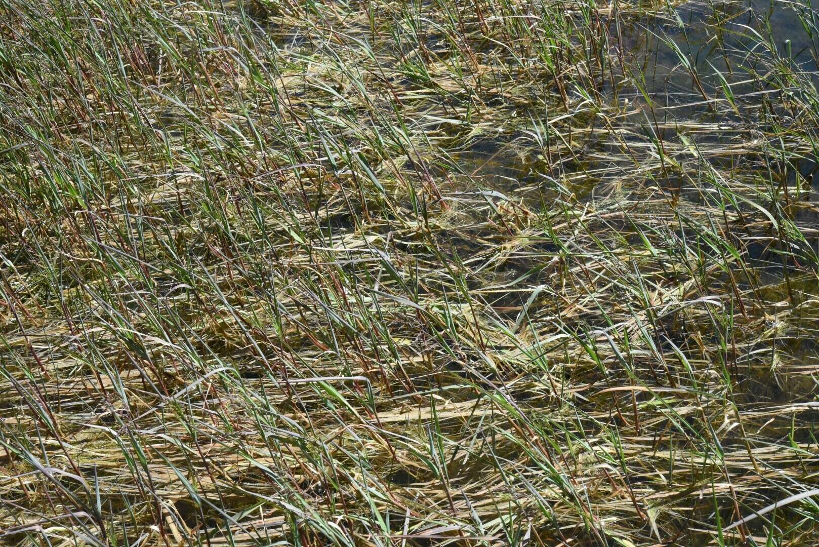 Image of Spiked False Manna Grass