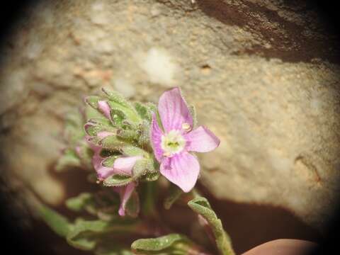 صورة Veronica thymifolia Sibth. & Sm.