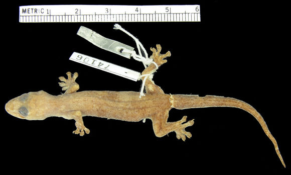 Image of Narrow-tailed Four-clawed Gecko