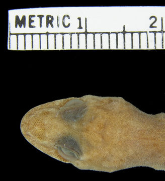 Image of Narrow-tailed Four-clawed Gecko