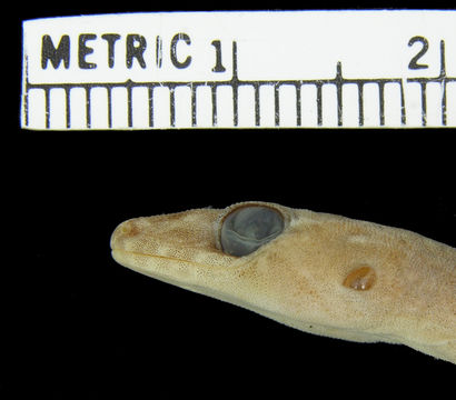 Image of Narrow-tailed Four-clawed Gecko