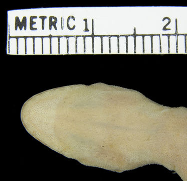 Image of Narrow-tailed Four-clawed Gecko