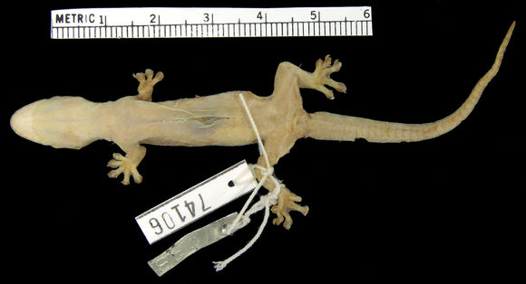 Image of Narrow-tailed Four-clawed Gecko