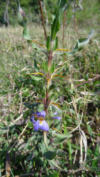 Image of Hygrophila schulli (Buch.-Ham.) M. R. Almeida & S. M. Almeida