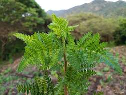 Image of Bursera bipinnata (Moc. & Sesse ex DC.) Engl.