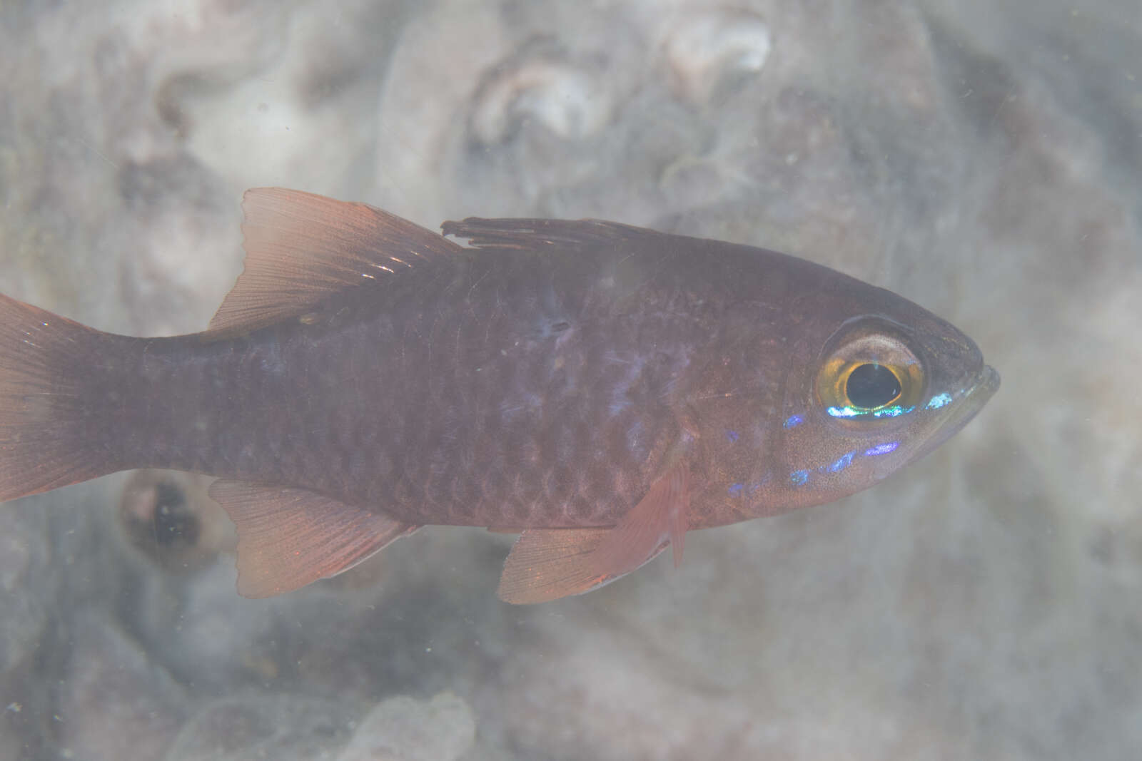 Plancia ëd Ostorhinchus monospilus (Fraser, Randall & Allen 2002)