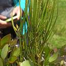 Image of tapeworm-plant