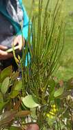 Image of tapeworm-plant